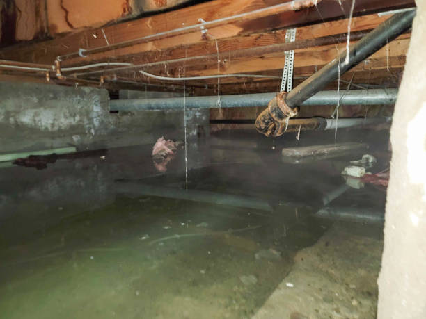Best Water damage restoration mold remediation  in Hickman, KY