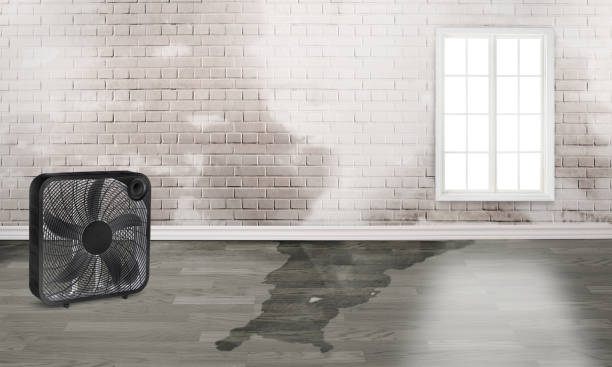 Best Professional water damage repair  in Hickman, KY